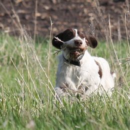 German Wirehaired Pointer Puppies from Backwoods Kennels
