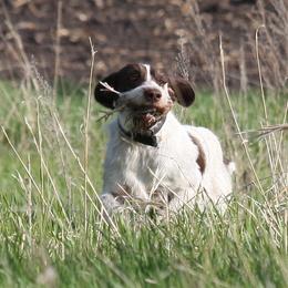 German Wirehaired Pointer Puppies from Backwoods Kennels