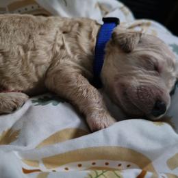 Blue collar - Cream male Goldendoodle puppy in Willow Springs, Missouri from Todd Family Homestead