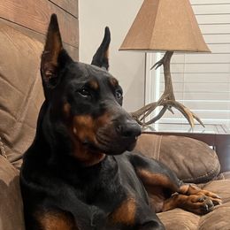 Zoey - Doberman Pinscher