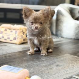 Adidas - Silver male Chihuahua puppy in Anderson, South Carolina from Lil Treasures Chihuahuas