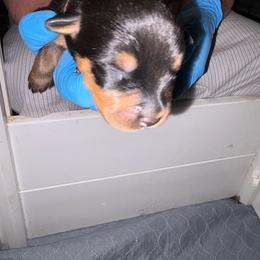 Orange girl - Black and mahogany female Rottweiler puppy in Colorado Springs, Colorado from Von Locher Rotties