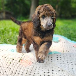 Birch - Parti male Poodle puppy in Troy, New Hampshire from SP Standard Poodles