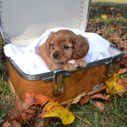 Cavalier King Charles Spaniel Puppies from Freeman's Royal Cavaliers