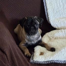 Sadie - Brown Collar - Fawn female Pug puppy in Olin, North Carolina from Piggy Pugs