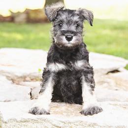 Girl 3 pink collar - Salt and pepper female Miniature Schnauzer puppy in Woodburn, Kentucky from Southern Kentucky Schnauzers
