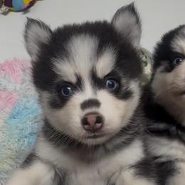 Velma - Black and white female Pomsky puppy in Spring Hill, Florida from PDQ Pomskies