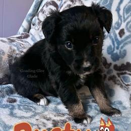 Rusty - Black tri male Miniature American Shepherd puppy in Millington, Tennessee from Goading Glee Glade