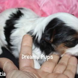 AKC Poinsettia  On Hold - Black tan and white female Biewer Terrier puppy in Kennesaw, Georgia from Dreamy Pups