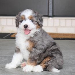 Cooper - Blue merle male Bernedoodle puppy in Apple Creek, Ohio from Kathryn Troyer