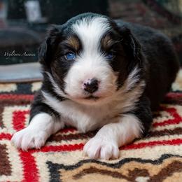 Rudy - Black tri-color male Australian Shepherd puppy in Decatur, Texas from Wyldrose Australian Shepherds