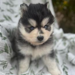 Aspen - Black and white male Pomsky puppy in Mesa, Arizona from Platinum Pomskies