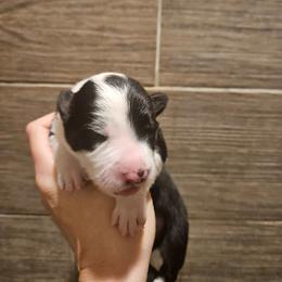 Girl 5 - Black and white female Border Collie puppy in Caledonia, Michigan from Magnolia Acres