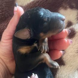 Boy 3 - Phantom male Poodle puppy in Vaughn, Montana from 406 Poodles
