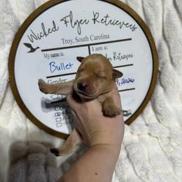 Bullet- black collar - Yellow male Labrador Retriever puppy in Troy, South Carolina from Wicked Flyer Retrievers