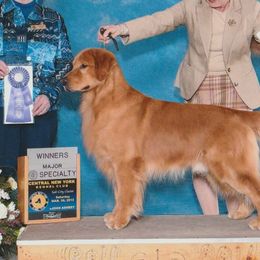 Oliver - Golden Retriever