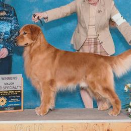 Oliver - Golden Retriever