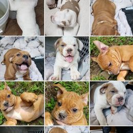 Olde English Bulldogge Puppies from Blue Knob OEB's