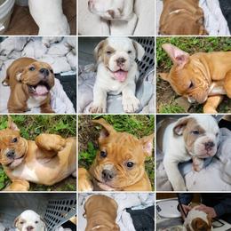 Olde English Bulldogge Puppies from Blue Knob OEB's