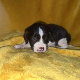 Junior - Liver and white male English Springer Spaniel puppy in Liverpool, Pennsylvania from Breezy Acres Stock & Sporting Dogs