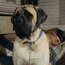 Chet - Mastiff