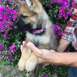 German Shepherd Puppies from Stonewick German Shepherds