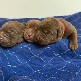 Girl 1 - Chocolate female Labrador Retriever puppy in Cutler, Indiana from Woodstock Retrievers