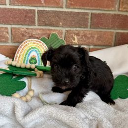Miniature Schnauzer Puppies from Miniature Schnauzers