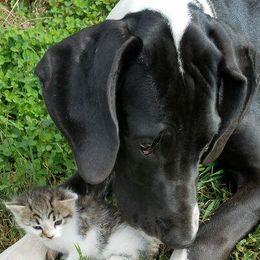 Great Dane All Grown Up from Acres Verdes Danes