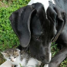 Great Dane All Grown Up from Acres Verdes Danes