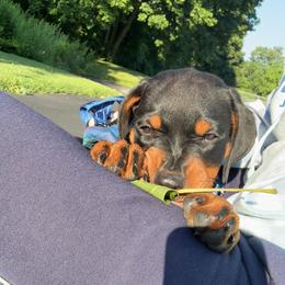 Rottweiler Puppies from G.M. Rottweilers"N-E OHIO"