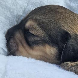 Pax 2775 - Cream male Dachshund puppy in Ben Wheeler, Texas from Anytime Dachshunds by D.B.