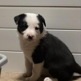 Cupid - Black and white female Border Collie puppy in Huntersville, North Carolina from MJ Border Collies