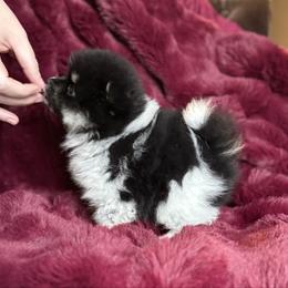 Prada - Tri-colored female Pomeranian puppy in Waterloo, Indiana from Garcias Pomeranian