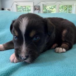 Male 1 - Black tri male Miniature Australian Shepherd puppy in Turner, Maine from Bear Pond Aussies / Leonbergers of Maine
