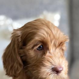 Australian Labradoodle Puppies from Daff-O-Doodles