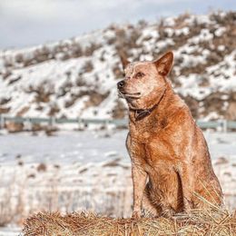 Australian Cattle Dogs and French Bulldogs from HM Kennels