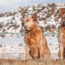 Australian Cattle Dogs and French Bulldogs from HM Kennels