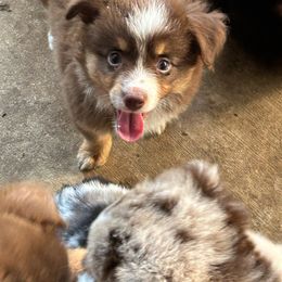 Savy - Red tri Miniature Australian Shepherd puppy in Crosby, Texas from TriplecminiaussiesAndCorgis