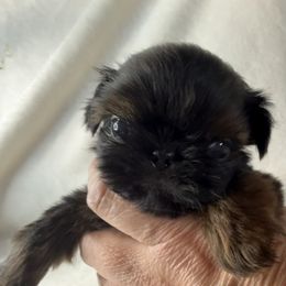 Cannoli - Red male Shih Tzu puppy in Winston Salem, North Carolina from Little Miracles Shih Tzu