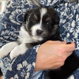 Miniature American Shepherd Puppies from Stones River Mini American Shepherds
