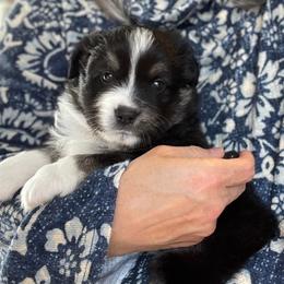 Miniature American Shepherd Puppies from Stones River Mini American Shepherds