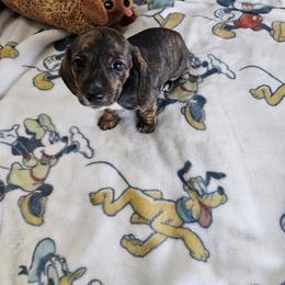 Winter - Brindle female Dachshund puppy in Cardington, Ohio from A & J Miniature Dachshunds & Bulldogs