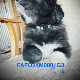 Colorado Mountain Dog Puppies from FAFO Ranch