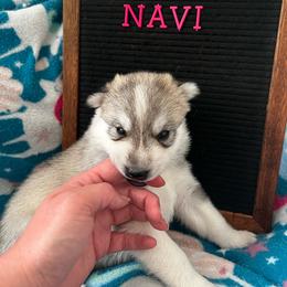 Navi - Gray and white female Siberian Husky puppy in Yelm, Washington from KPM Siberians
