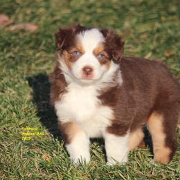 Aurora, blue eyes - Red tri-color female Miniature American Shepherd puppy in Hillsdale, Michigan from Faithwalk Aussies and Mini American Shepherds