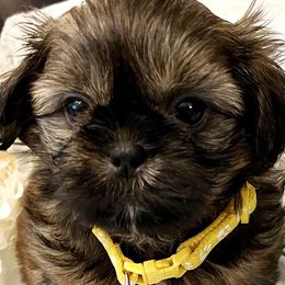 Shih Tzu Puppies from Amy’s Awesome Shih Tzus