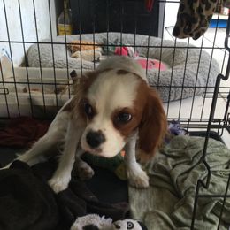 David - Blenheim Cavalier King Charles Spaniel puppy in Normangee, Texas from Country Candy Cavaliers