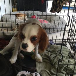 David - Blenheim Cavalier King Charles Spaniel puppy in Normangee, Texas from Country Candy Cavaliers
