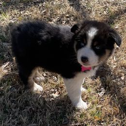 Girl 1 - Australian Shepherd puppy in Blum, Texas from 4P Poteet Farms